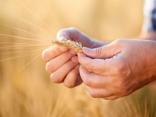 Organizzazioni come organismi viventi