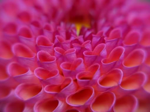 The Fruits of our Research