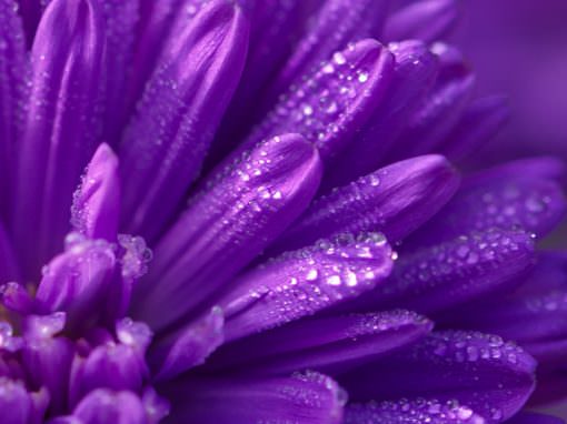 Executive, Shadow and Team Coaching