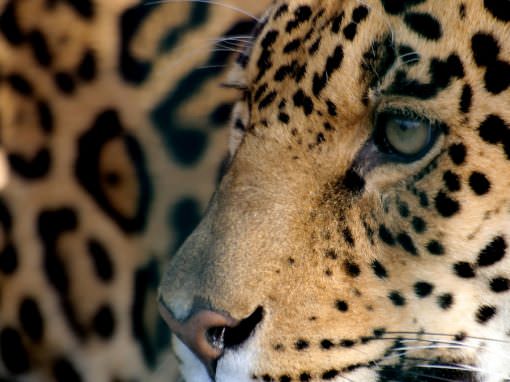 Coaches and consultants