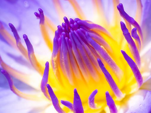 Management Consultancy